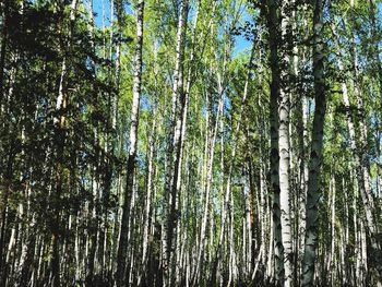 Low angle view of bamboo trees in forest
