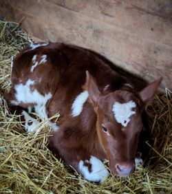 Close-up of cow