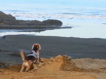 Dog looking at mountains