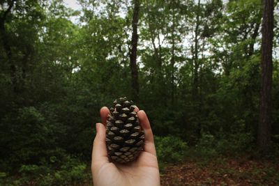 Close-up of hand holding fruit against trees