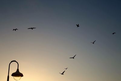 Low angle view of silhouette birds flying against sky