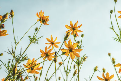 Close-up of yellow flowering plants against sky