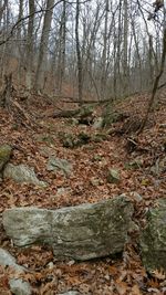 Bare trees in forest