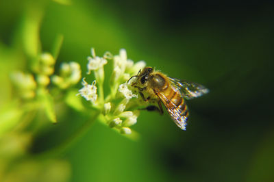 Close-up of insect on flower