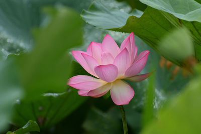 Close-up of white flower