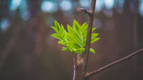 Close-up of plant