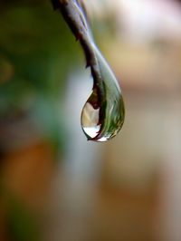 Close-up of raindrops on leaf