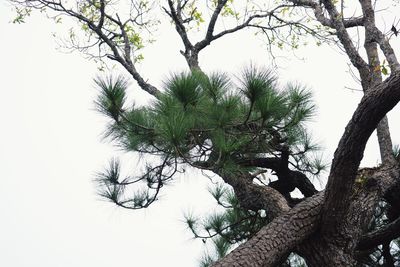 Low angle view of tree against sky