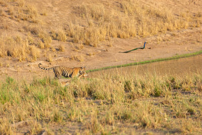 Side view of a cat in a field