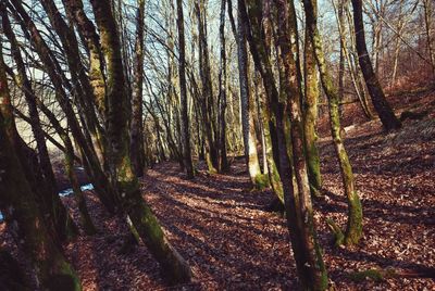 Trees in forest
