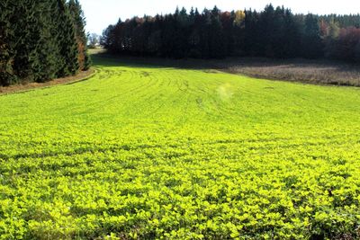 Scenic view of field against sky