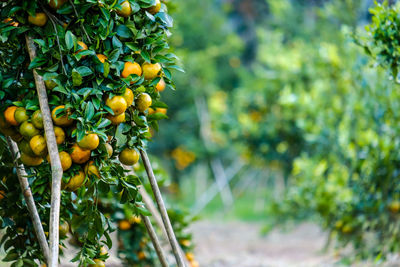 Close-up of fruits growing on tree