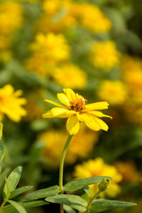 Close-up of yellow flowering plant