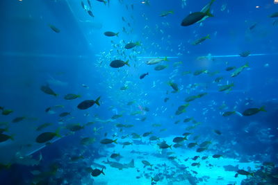 Fish underwater