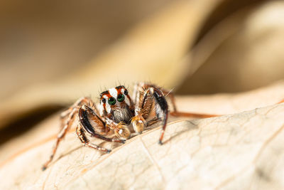 Close-up of spider