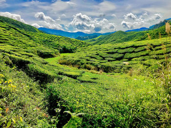 Scenic view of field against sky