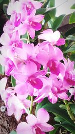 Close-up of pink flower