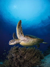 Close-up of turtle swimming in sea