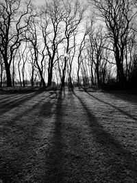 Trees on landscape against sky