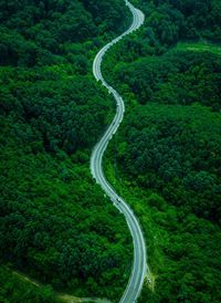 Aerial view of road amidst trees in forest