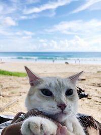 Portrait of a cat on beach