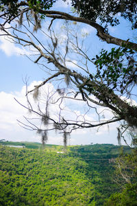 Low angle view of tree on field against sky