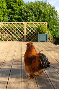 View of a rooster on tree