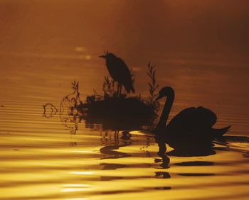 Silhouette bird perching on lake against sky during sunset