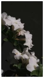 Close-up of white flowers