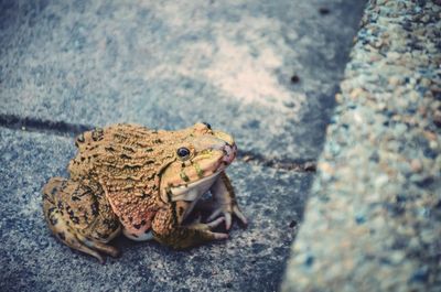 Close-up of frog on rock