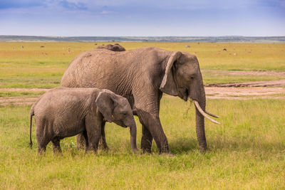 Elephant in a field