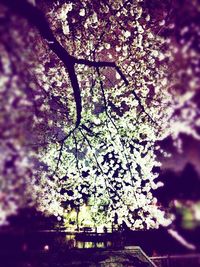 Flowers growing on tree