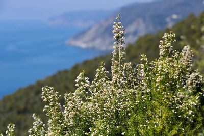 Close-up of flowering plant