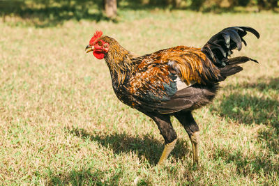 Rooster on land during sunny day