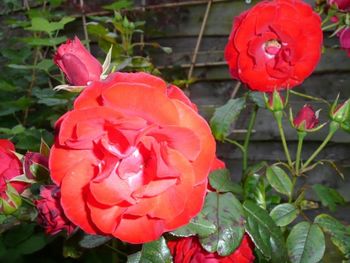 Close-up of red rose