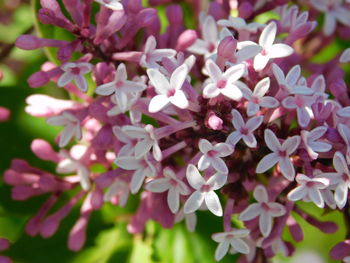 Close-up of pink flowers