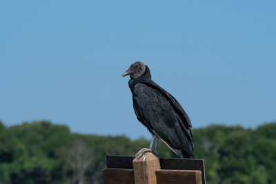 Low angle view of bird perching on wooden post against sky