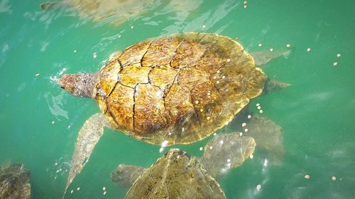 High angle view of turtle in sea