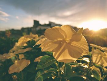 Close-up of flowers blooming against sky