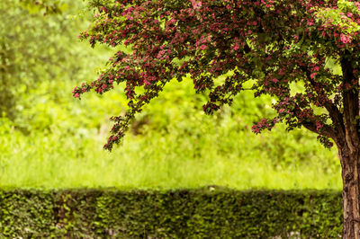 View of red flowering plant