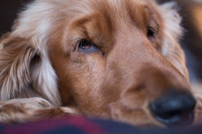 Close-up portrait of dog