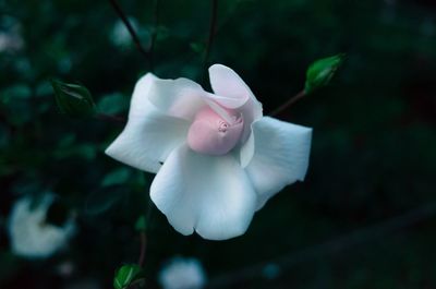 Close-up of white flowers