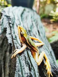 Close-up of lizard on tree trunk