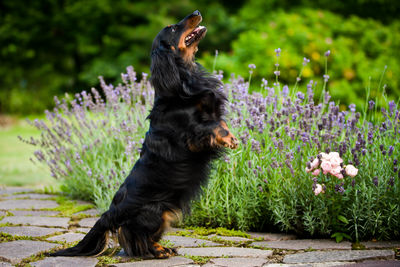 Black dog standing on footpath