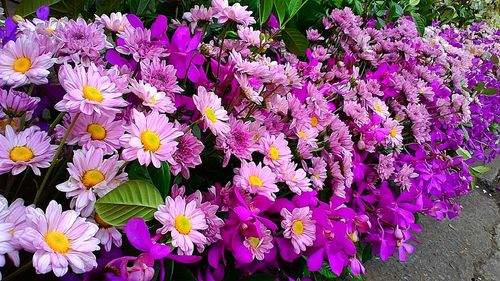 Close-up of flowers blooming outdoors