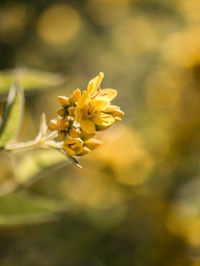 Close-up of yellow flowering plant