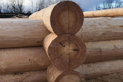 Stack of logs in forest