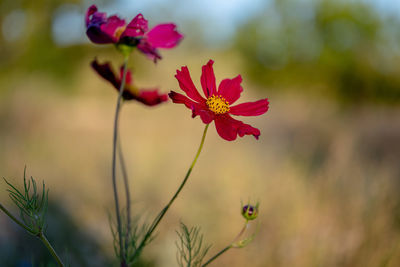 Close-up of red flowering plant