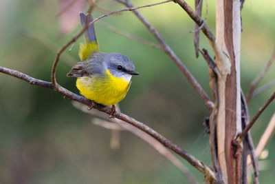 Yellow bird perching on bare tree