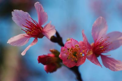 Close-up of pink flowers blooming outdoors